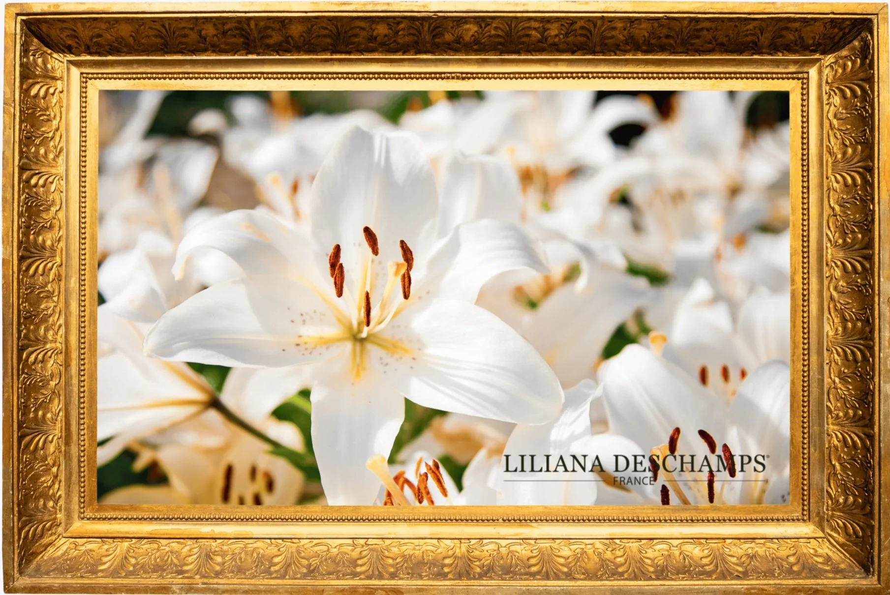 Liliana Deschamps